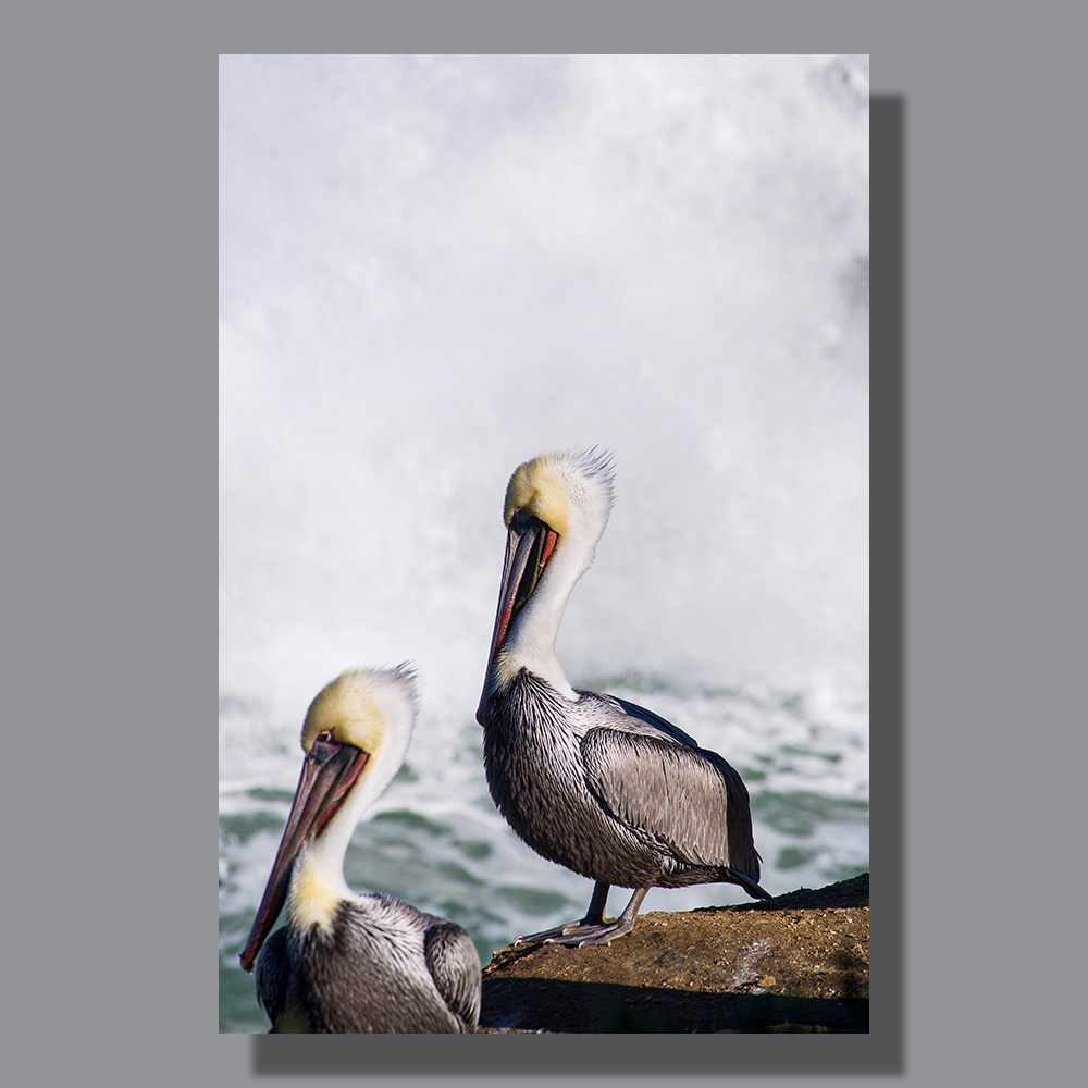 Pelicans of La Jolla - Image by Scott. 