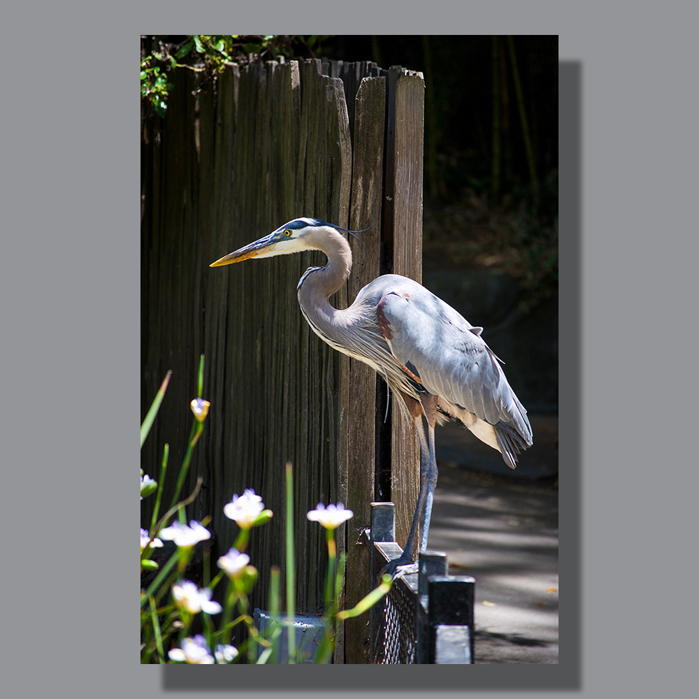 Image by Scott. Left Coast Ceative® is a registered trade mark of Scott Norton Design. All rights reserved.