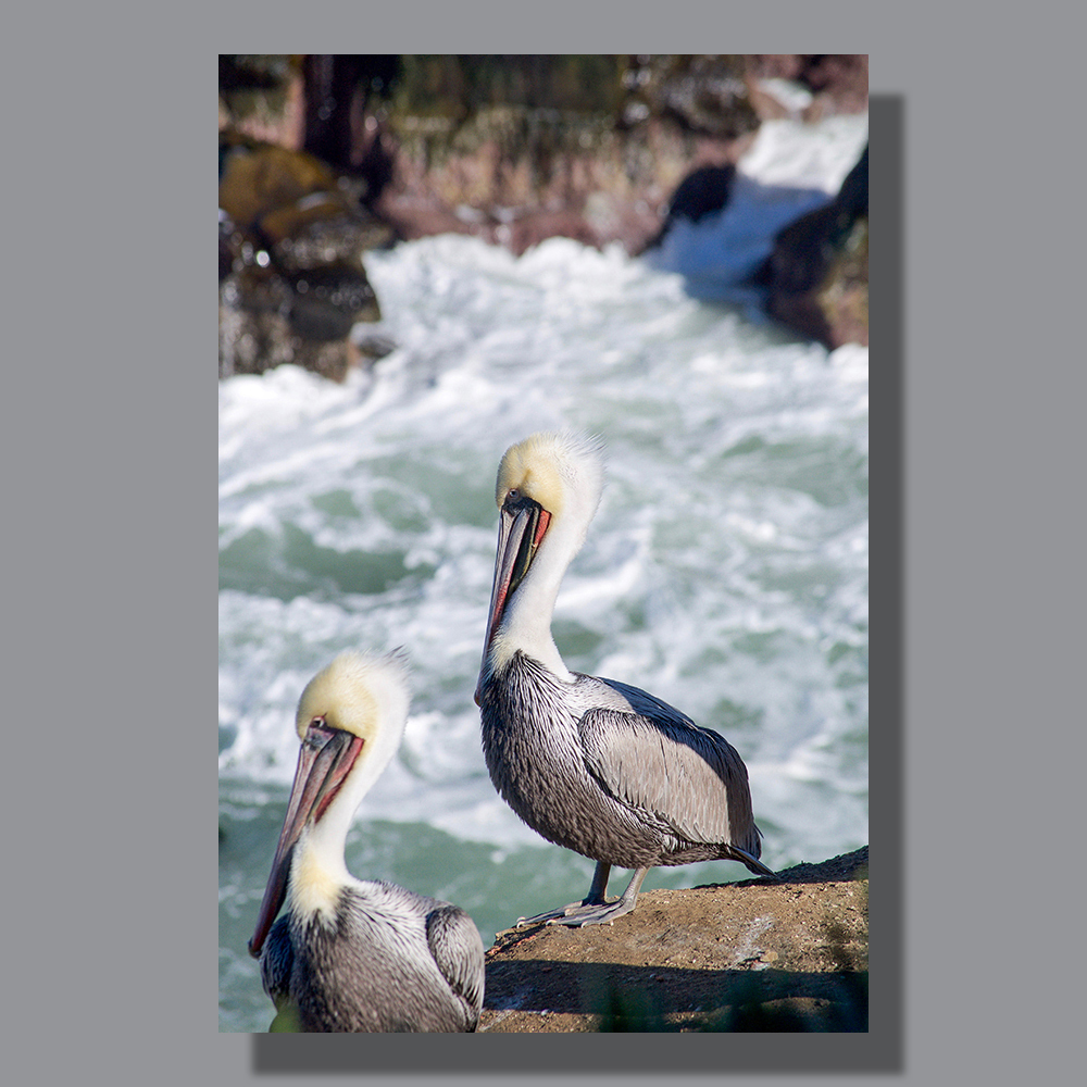 Image by Scott. Left Coast Ceative® is a registered trade mark of Scott Norton Design. All rights reserved.