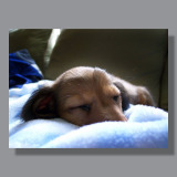 Image by Scott. Left Coast Ceative® is a registered trade mark of Scott Norton Design. All rights reserved.