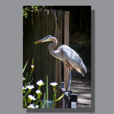 Image by Scott. Left Coast Ceative® is a registered trade mark of Scott Norton Design. All rights reserved.