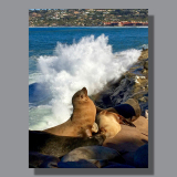 Image by Scott. Left Coast Ceative® is a registered trade mark of Scott Norton Design. All rights reserved.